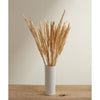 Fluffy Dried Pampas Grass