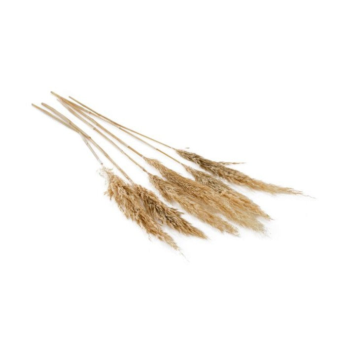 Fluffy Dried Pampas Grass