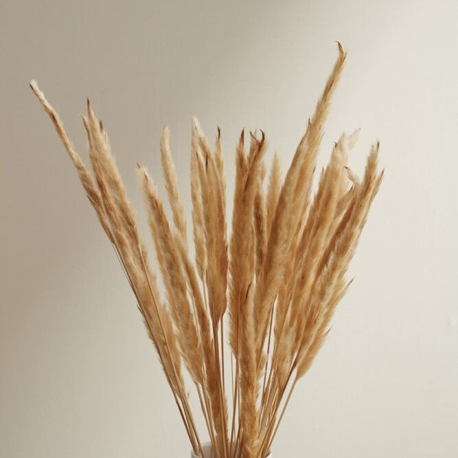 Fluffy Dried Pampas Grass