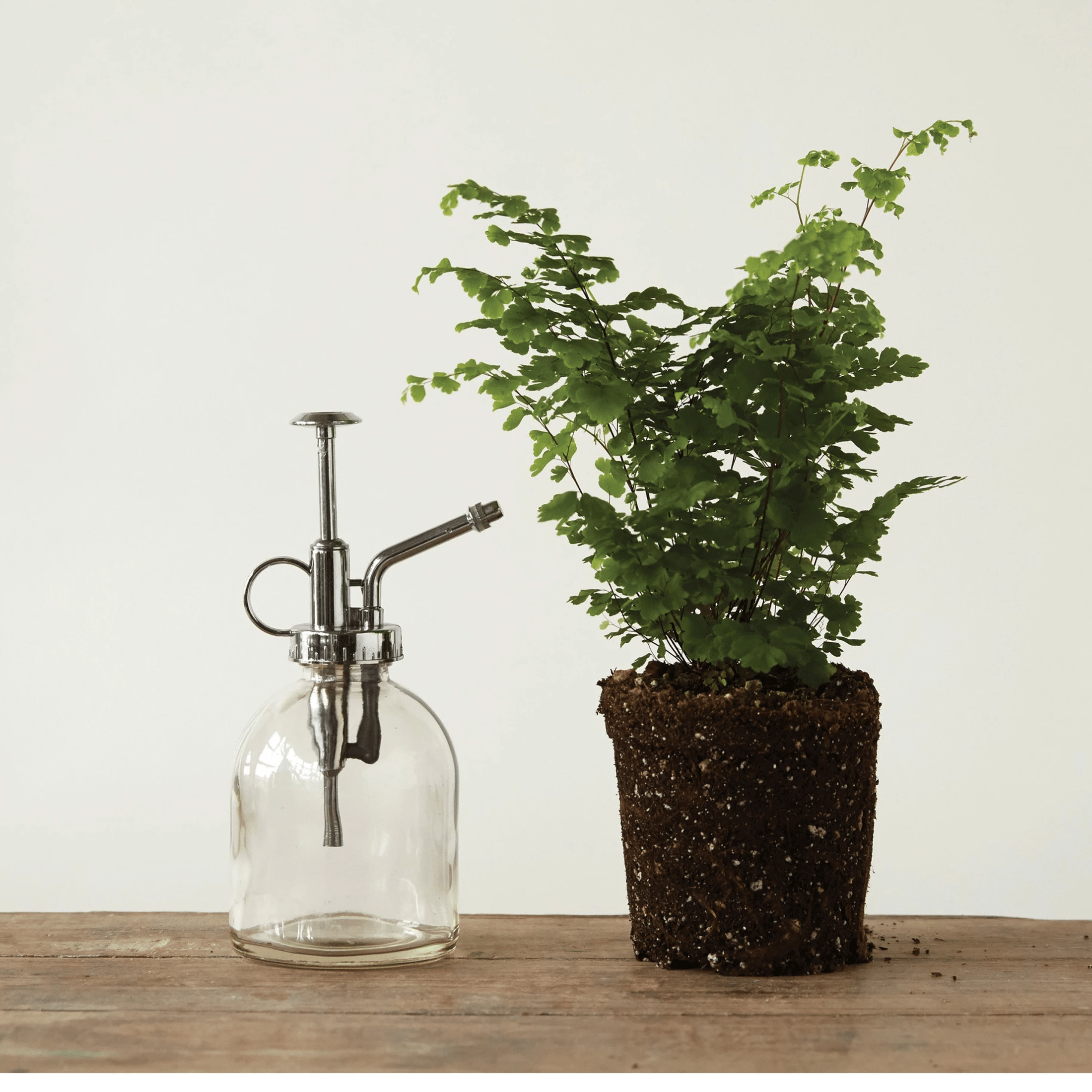 Glass Plant Mister with Silver Pump