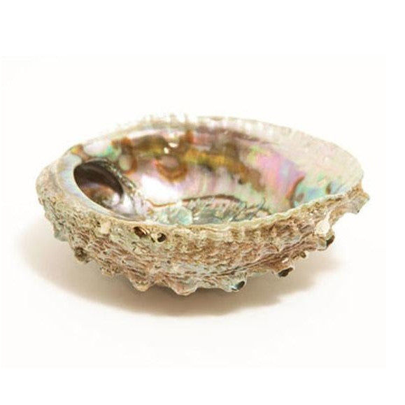 Handmade Abalone Shell Ash Tray Burner | DC-OMSutra