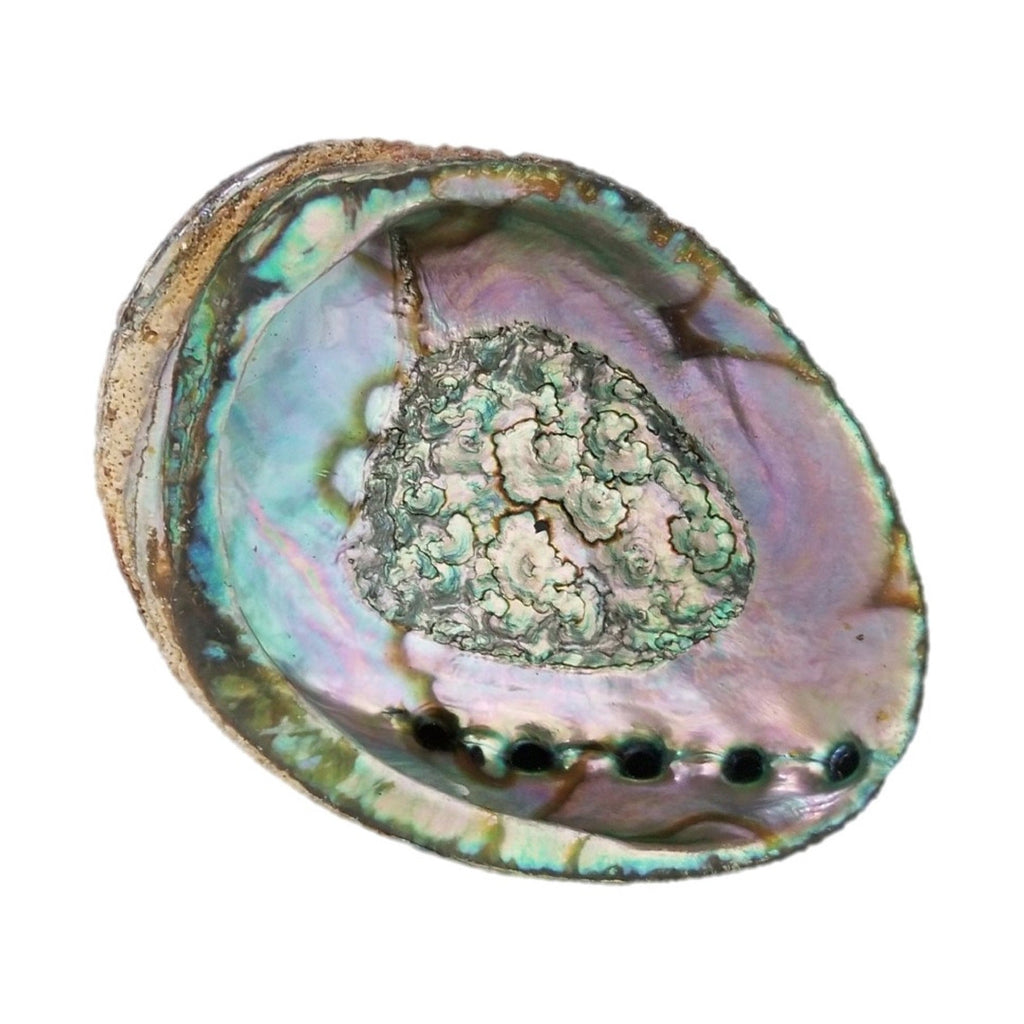 Handmade Abalone Shell Ash Tray Burner | DC-OMSutra