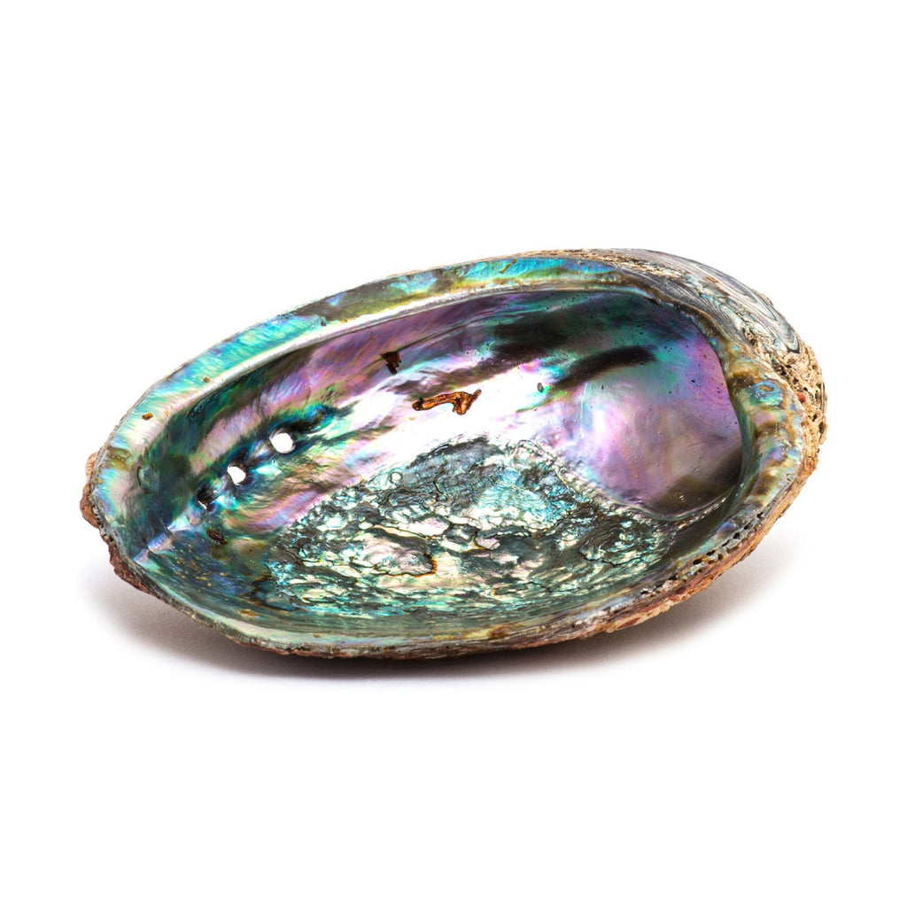 Handmade Abalone Shell Ash Tray Burner | DC-OMSutra