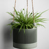 Hanging Sakura Planter