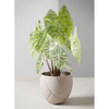 Rugged Modern Textured Planter Medium | Modernized Pottery