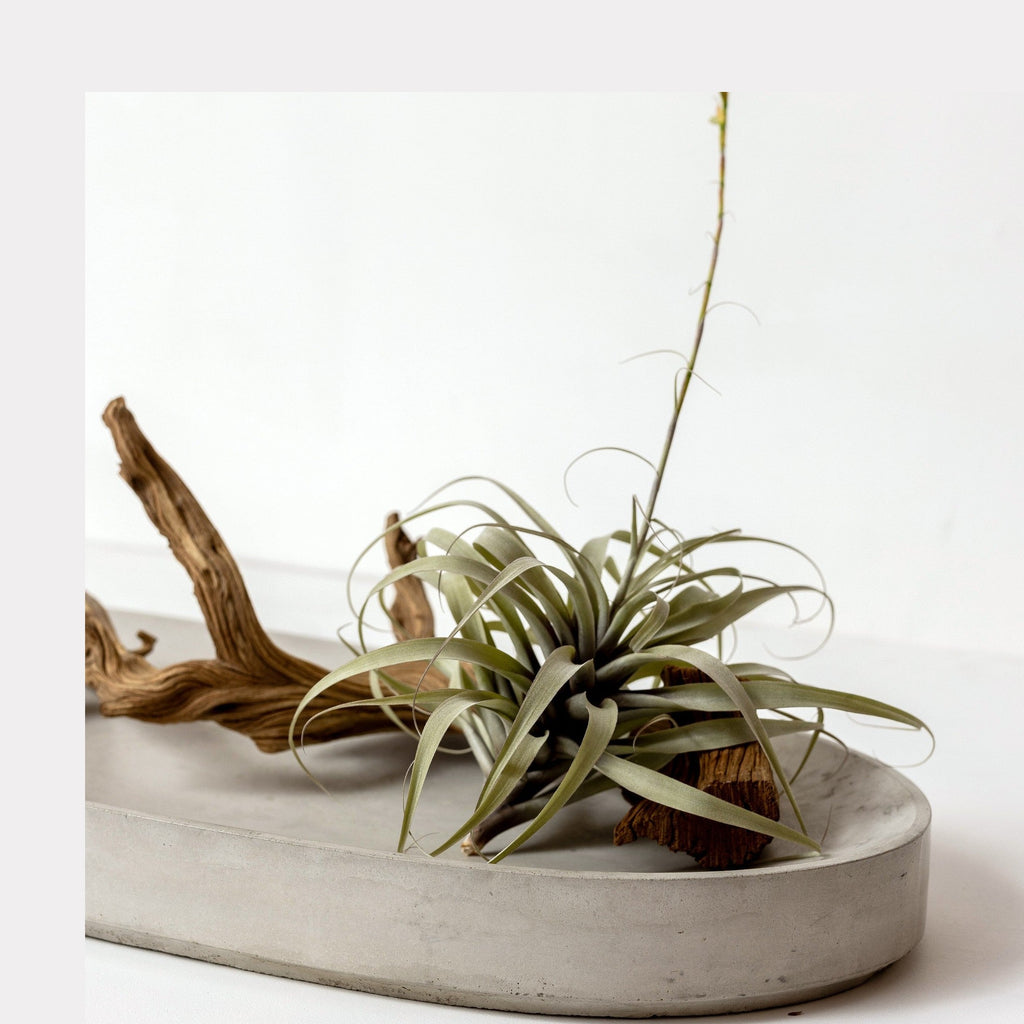 Valley Oval Platter by Patrick Cain Designs